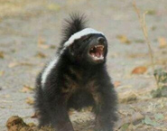 阿里平頭哥如何憑空產生的？